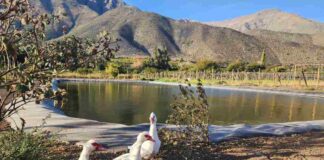 Familia de pequeños agricultores de Salamanca logra mayor eficiencia con obra de acumulación bonificada por la Ley de Riego