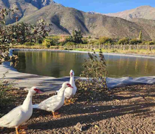 Familia de pequeños agricultores de Salamanca logra mayor eficiencia con obra de acumulación bonificada por la Ley de Riego