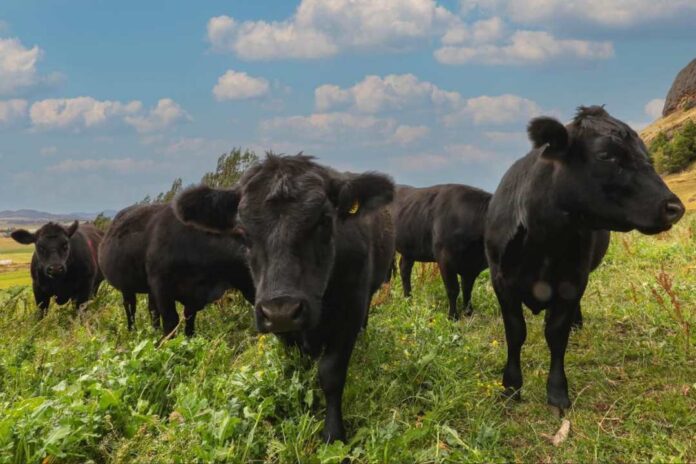 Gobierno constituye Mesa para la Seguridad del Agro en la región de Aysén