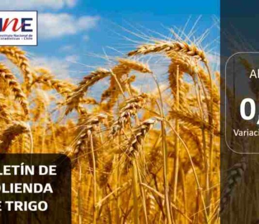 INE Biobío publica cifras de molienda de trigo correspondiente a abril de 2025