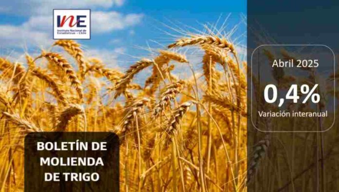 INE Biobío publica cifras de molienda de trigo correspondiente a abril de 2025