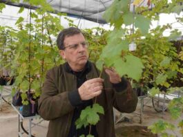 Investigadores chilenos desarrollan vides resistentes para reducir uso de pesticidas 