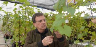 Investigadores chilenos desarrollan vides resistentes para reducir uso de pesticidas 
