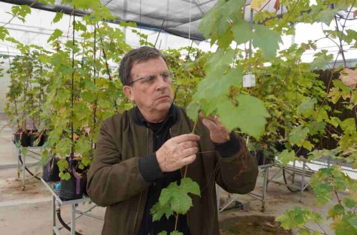 Investigadores chilenos desarrollan vides resistentes para reducir uso de pesticidas 