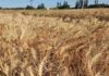 Investigadores de INIA sostienen que es posible mitigar variaciones del precio del trigo y salvaguardar la rentabilidad