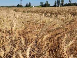 Investigadores de INIA sostienen que es posible mitigar variaciones del precio del trigo y salvaguardar la rentabilidad