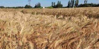 Investigadores de INIA sostienen que es posible mitigar variaciones del precio del trigo y salvaguardar la rentabilidad
