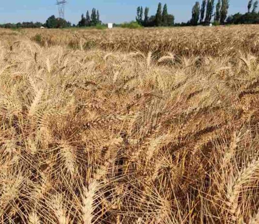 Investigadores de INIA sostienen que es posible mitigar variaciones del precio del trigo y salvaguardar la rentabilidad