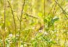Por una agricultura regenerativa que proteja la biodiversidad