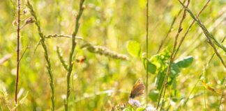 Por una agricultura regenerativa que proteja la biodiversidad
