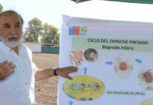 Premian a Ernesto Cisternas por 40 años de legado en protección vegetal 