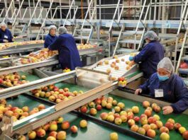 SAG Ñuble aumenta control fitosanitario de manzanas de exportación 