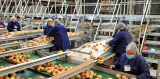 SAG Ñuble aumenta control fitosanitario de manzanas de exportación 