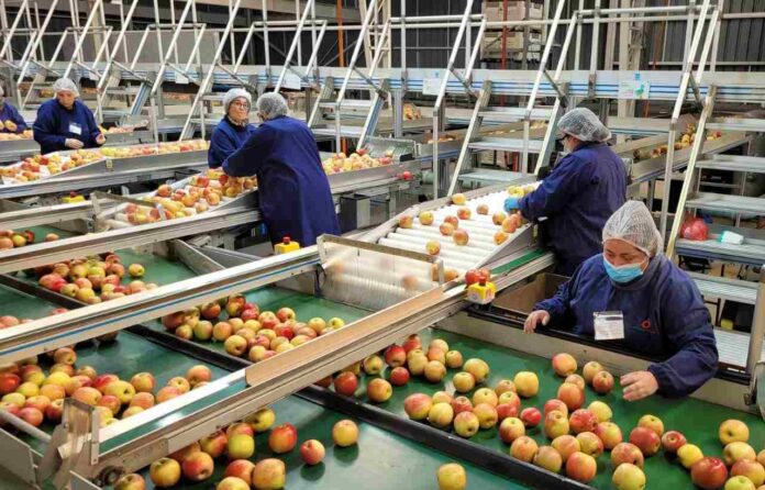 SAG Ñuble aumenta control fitosanitario de manzanas de exportación 