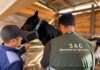 SAG confirma séptimo caso de Anemia Infecciosa Equina en Ñuble y refuerza llamado a realizar manejo preventivos 