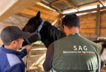 SAG confirma séptimo caso de Anemia Infecciosa Equina en Ñuble y refuerza llamado a realizar manejo preventivos 