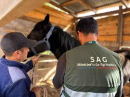 SAG confirma séptimo caso de Anemia Infecciosa Equina en Ñuble y refuerza llamado a realizar manejo preventivos 