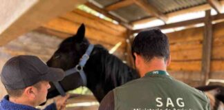 SAG confirma séptimo caso de Anemia Infecciosa Equina en Ñuble y refuerza llamado a realizar manejo preventivos 