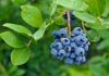 Arándanos: Investigación en Chile mejorará las características del fruto