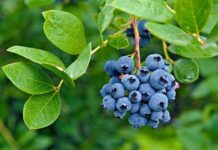 Arándanos: Investigación en Chile mejorará las características del fruto