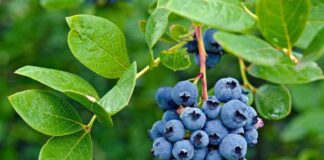 Arándanos: Investigación en Chile mejorará las características del fruto