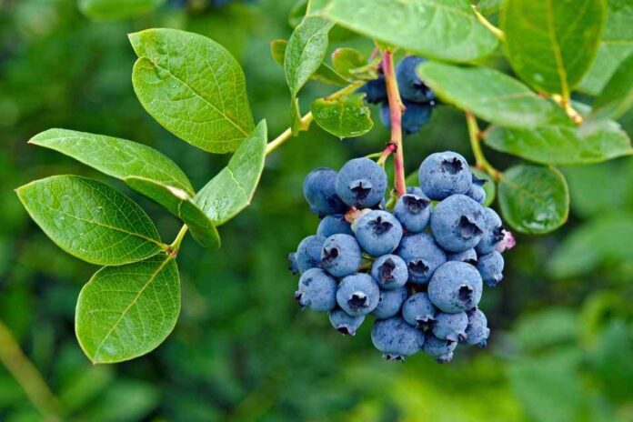 Arándanos: Investigación en Chile mejorará las características del fruto