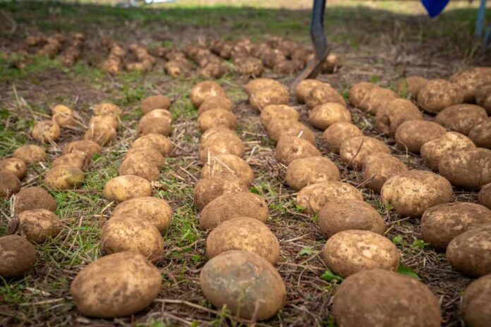 Día Internacional de la Papa: drones, IA y energías limpias al servicio del agro chileno