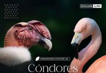 Estación LAV de Metro: Expertos abordan protección de cóndores y flamencos en Chile