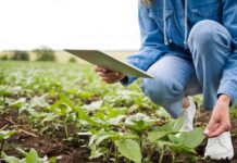 600 Pymes agrícolas se capacitarán en transformación digital