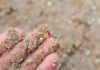 Académica de Geología advierte sobre presencia de microplásticos en suelos y su impacto en los ecosistemas terrestres