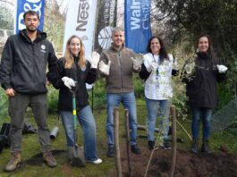 Alianza Reforestemos Juntos alcanza meta de plantar 60.000 árboles nativos