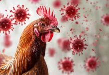 Alternativas económicas de carne ante suspensión de importaciones avícolas desde Brasil