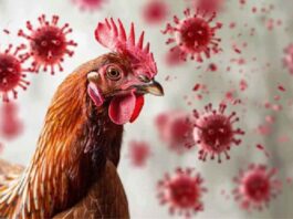 Alternativas económicas de carne ante suspensión de importaciones avícolas desde Brasil