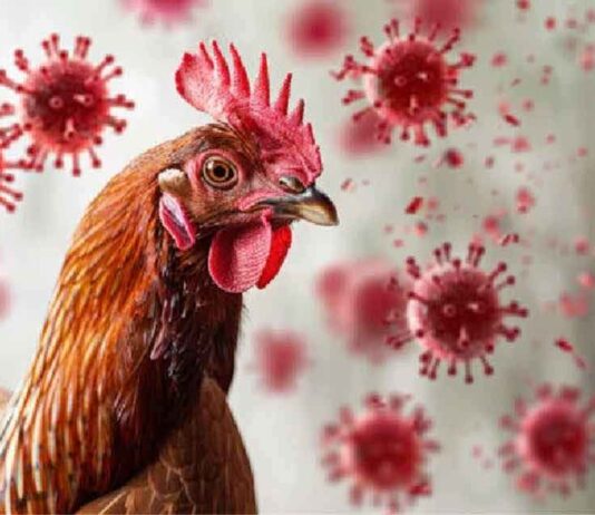 Alternativas económicas de carne ante suspensión de importaciones avícolas desde Brasil