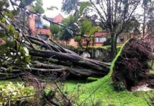 Aplicación ayuda a prevenir caída de árboles