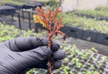Avances para conservar uno de los árboles más australes: Fundación Reforestemos investiga la reproducción del Ciprés de las Guaitecas