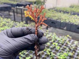 Avances para conservar uno de los árboles más australes: Fundación Reforestemos investiga la reproducción del Ciprés de las Guaitecas