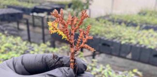 Avances para conservar uno de los árboles más australes: Fundación Reforestemos investiga la reproducción del Ciprés de las Guaitecas