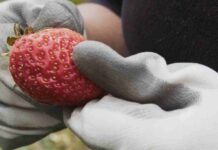 BBC de Londres y Balloon Latam transmitirán documental sobre emprendedora socioambiental de Caleta Tortel