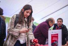 Chile fortalece liderazgo frutícola: manzana chilena se consolida en Brasil, Colombia y Ecuador