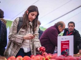 Chile fortalece liderazgo frutícola: manzana chilena se consolida en Brasil, Colombia y Ecuador