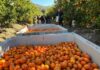 Compras públicas: una oportunidad estratégica para los productores de fruta de la Región de Coquimbo