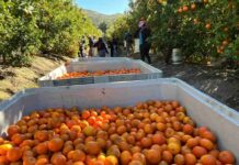 Compras públicas: una oportunidad estratégica para los productores de fruta de la Región de Coquimbo