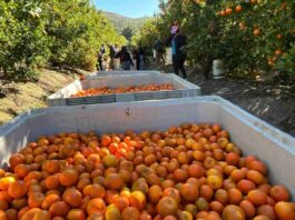 Compras públicas: una oportunidad estratégica para los productores de fruta de la Región de Coquimbo