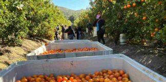 Compras públicas: una oportunidad estratégica para los productores de fruta de la Región de Coquimbo