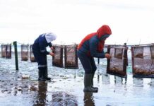 De Tarapacá a Los Lagos: diagnósticos organizacionales impulsan la mejora productiva en áreas de manejo de recursos bentónicos