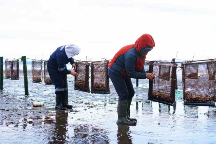 De Tarapacá a Los Lagos: diagnósticos organizacionales impulsan la mejora productiva en áreas de manejo de recursos bentónicos