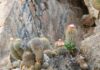 El chilenito: cactus endémico que solo vive en 10 km de la costa chilena