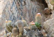El chilenito: cactus endémico que solo vive en 10 km de la costa chilena