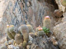 El chilenito: cactus endémico que solo vive en 10 km de la costa chilena